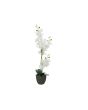 EUROPALMS Orchidee , kunstplant, wit, 80cm