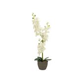 EUROPALMS Orchidee, kunstplant, crème, 80cm