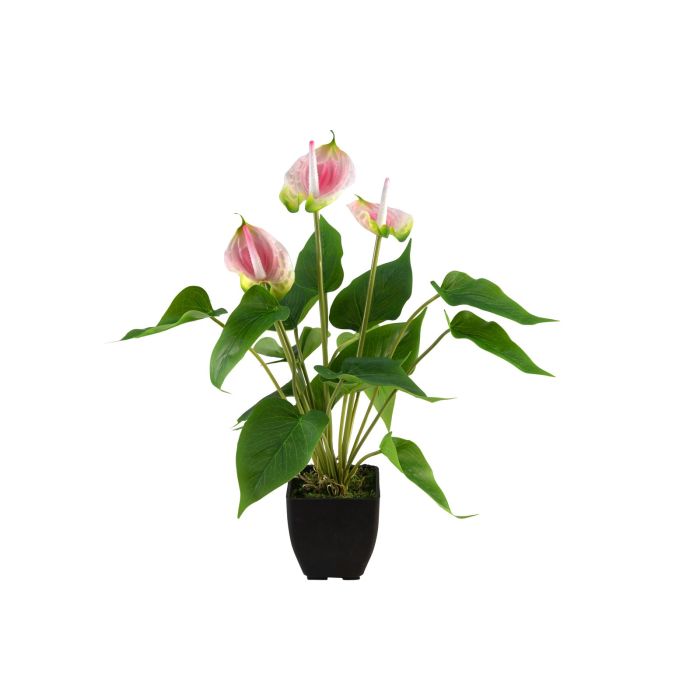 EUROPALMS Anthurium, kunstplant, wit en roze